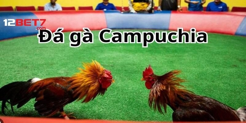 Đa dạng trận đấu đá gà phục vụ bạn ngày đêm